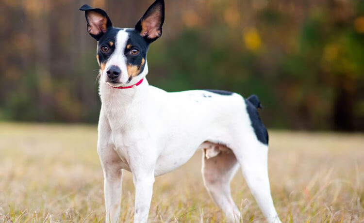 Rat Terrier